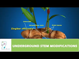 UNDERGROUND STEM MODIFICATIONS - YouTube