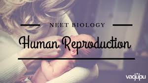 human reproduction notes