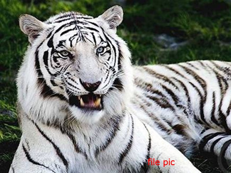सफेद बाघों का फिर बसेरा बनेगा मध्य प्रदेश, परियोजना को राज्य सरकार की सैद्धांतिक मंजूरी